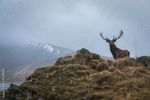 A Red Deer Stag, Cervus elaphus scoticus, in the hills near Loch Quoich in Lochaber, Scotland.