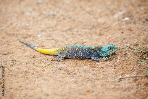 Blue-headed Tree Agama, Bloukop Koggel Mander