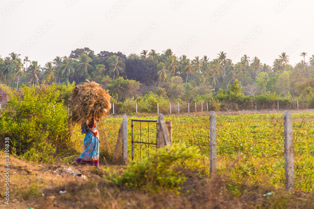 Unknown indian woman working at field - Goa, India, February 2016