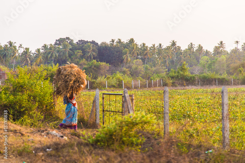 Unknown indian woman working at field - Goa, India, February 2016