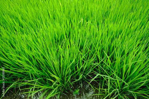 Close up of fresh rice field with sunlight in the early morning in Thailand, background texture.