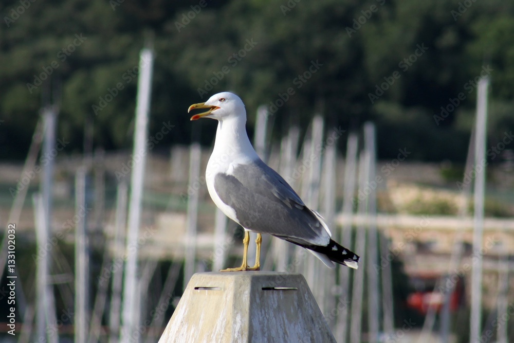 Crying Seagull