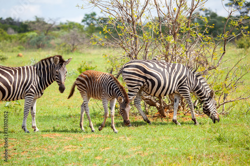 South African baby Zebra In Bush