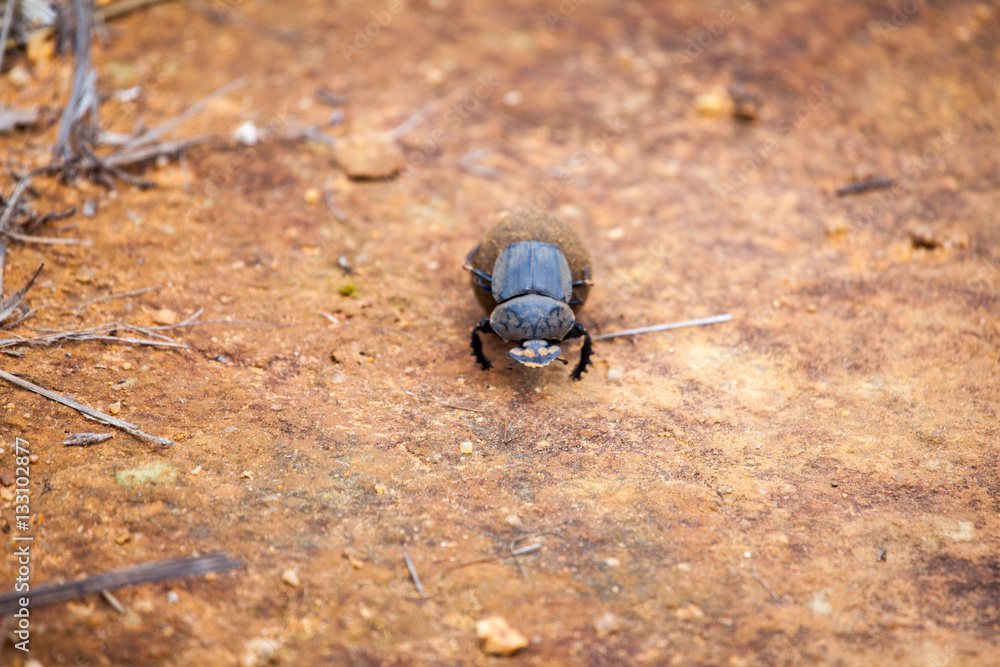 African Dung Beetle Rolling a Dung Ball