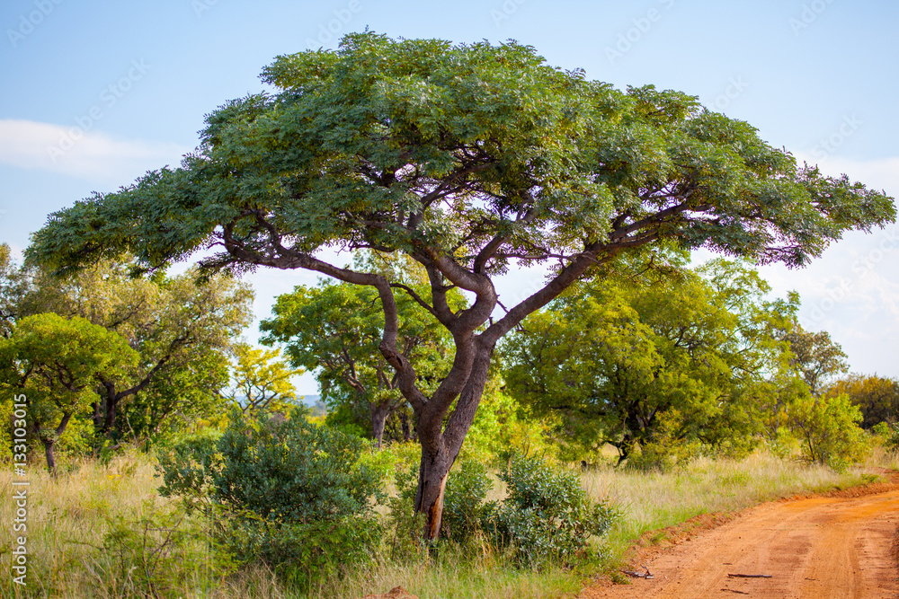 African Bush in Southern Africa