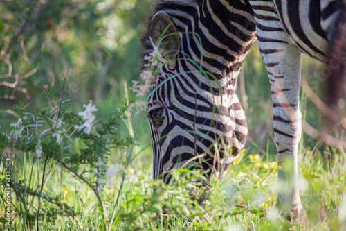 Close-up of African Zebra Grazing