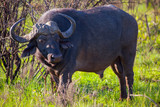 African Water Buffalo Grazing