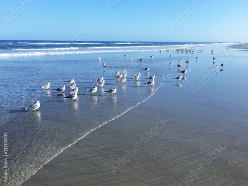 Fototapeta A flock of seagulls and terns at the beach, Jacksonville Beach, Florida, USA