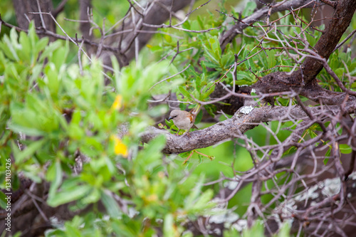 African Brown Bird