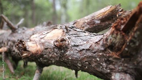 Wallpaper Mural Logs are trees in the forest Torontodigital.ca