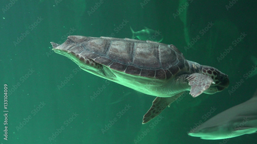 Fototapeta premium Reptiles And Sea Turtles