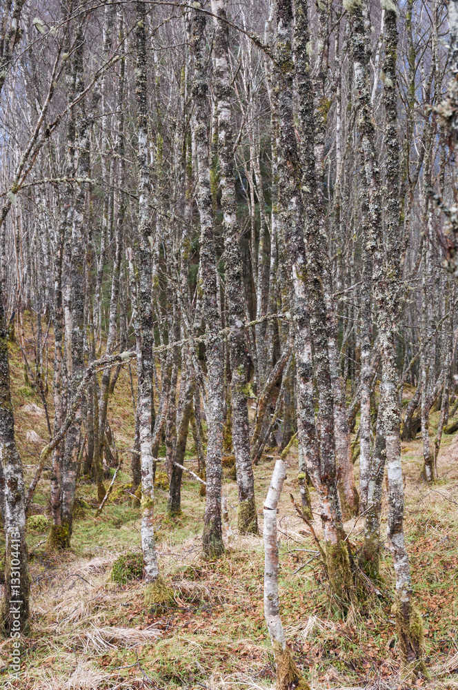 Fototapeta premium Portrait image of winter Silver Birch Trees, Betula pendula with one bent sapling
