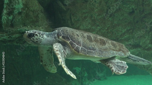 Sea Turtles And Other Marine Life © dtiberio