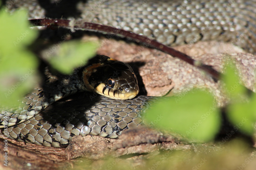 Fototapeta premium Pfälzer Wald