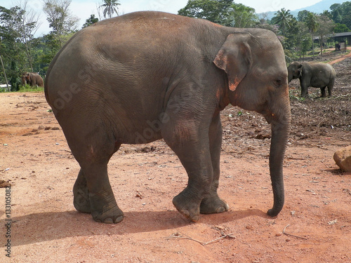 Asian elephant in natural habitat.