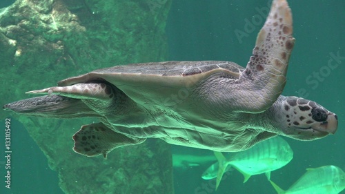 Stomach Or Belly Of Sea Turtle