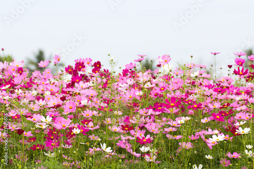 Fototapeta Naklejka Na Ścianę i Meble -  Cosmos Flower field with sky,spring season flowers