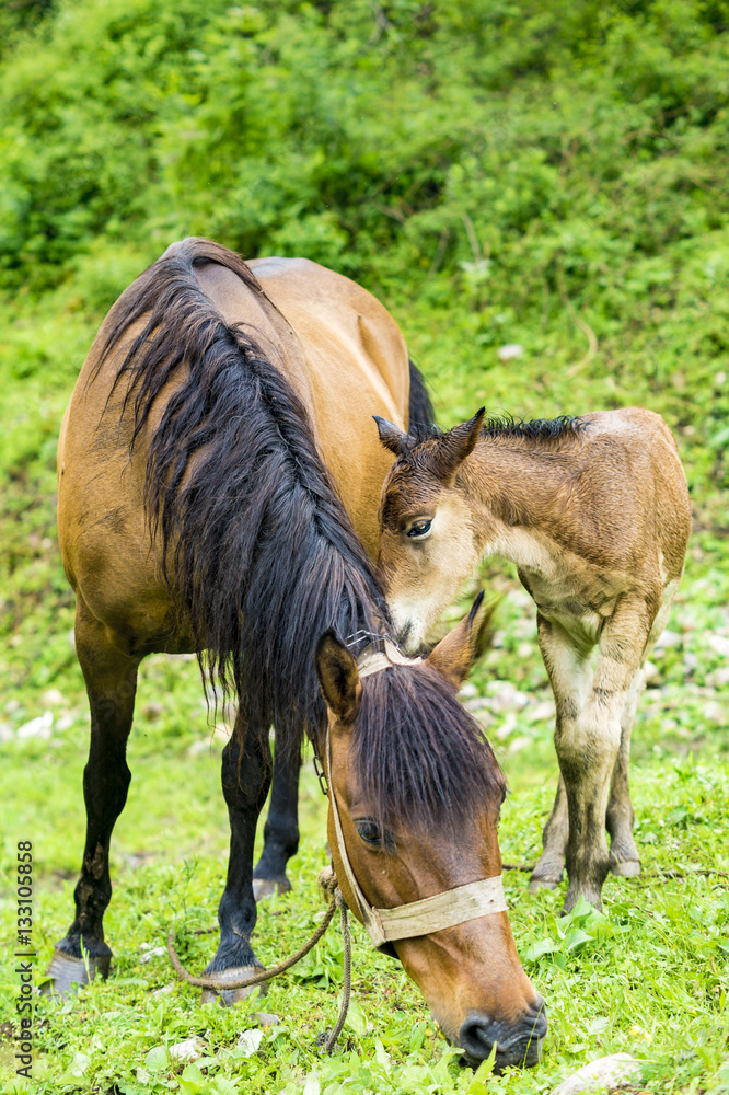 small foal and mare on a rainy day in the pasture small foal and mare on a rainy day in the pasture