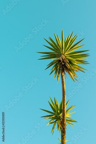 palm against the blue sky. Concept image of the sea vacation