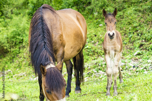 small foal and mare on a rainy day in the pasture