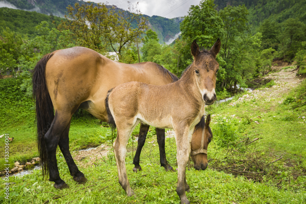 small foal and mare on a rainy day in the pasture small foal and mare on a rainy day in the pasture