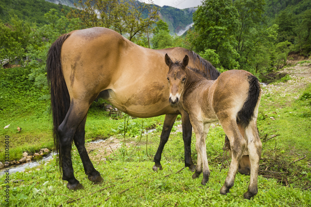 Fototapeta premium small foal and mare on a rainy day in the pasture