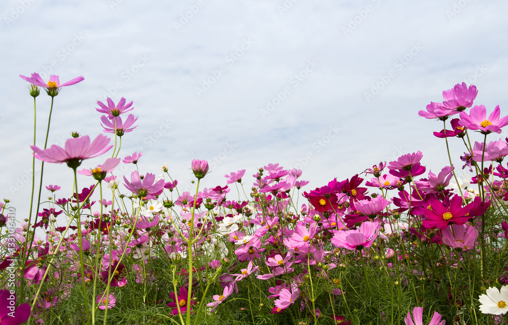 Cosmos Flower field with sky,spring season flowers Cosmos Flower field with sky,spring season flowers