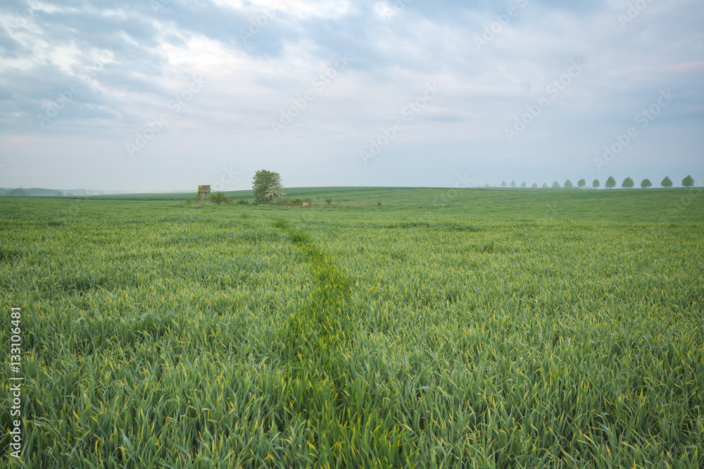 Spring field in the morning, young green corn, dew Spring field in the morning, young green corn, dew