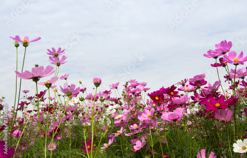 Cosmos Flower field with sky,spring season flowers © saelim