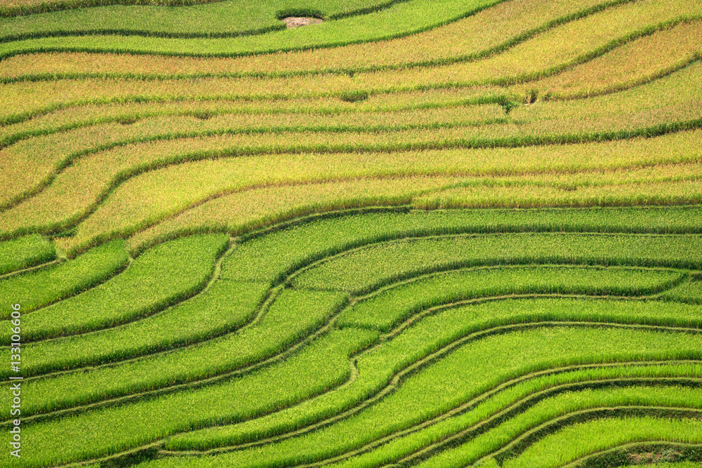 Rice green and yellow