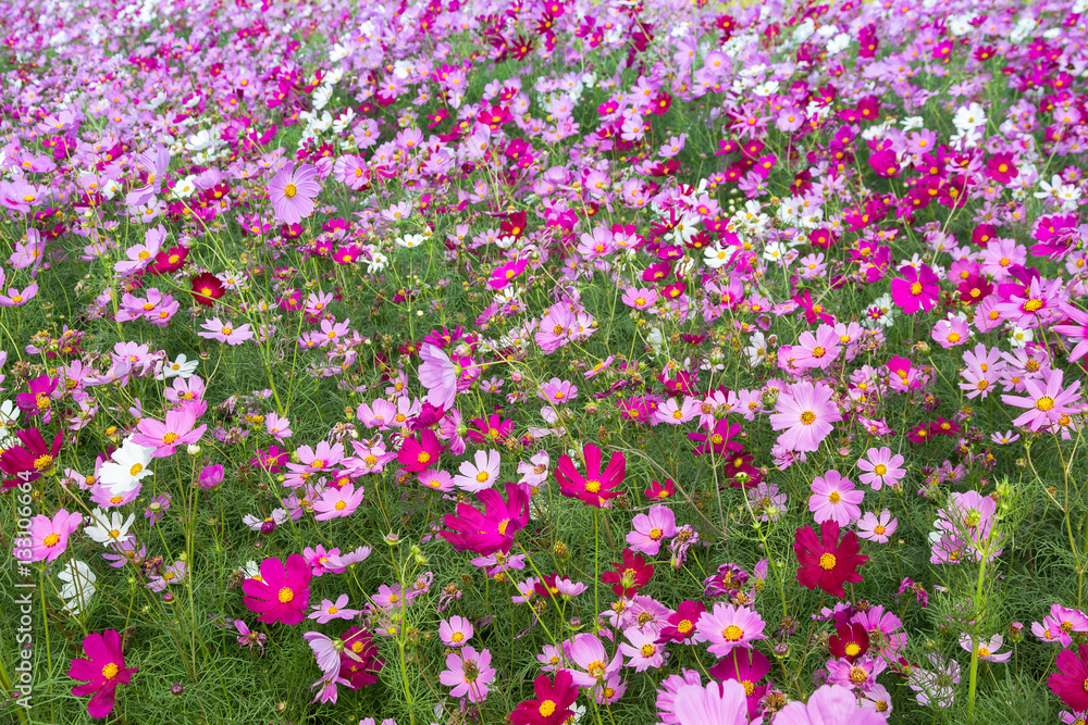 Naklejka premium Cosmos Flower field blooming