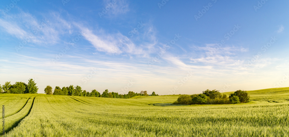 panorama spring green field