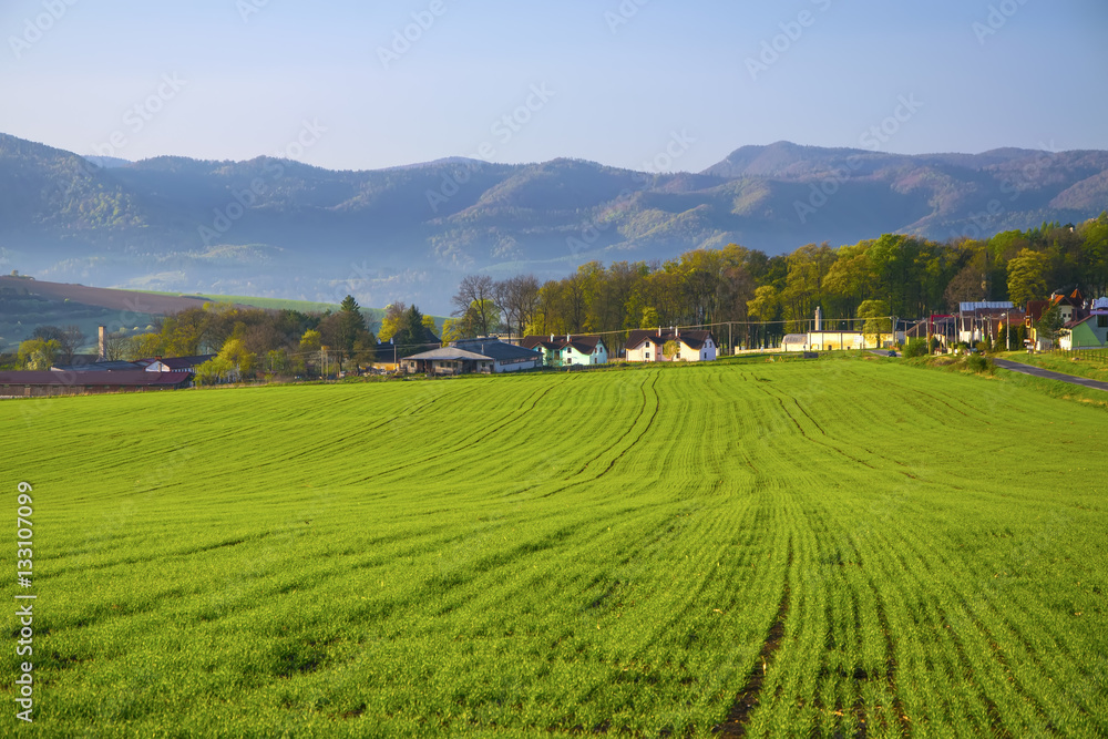 Obraz premium Corn field landscape with mountains in background