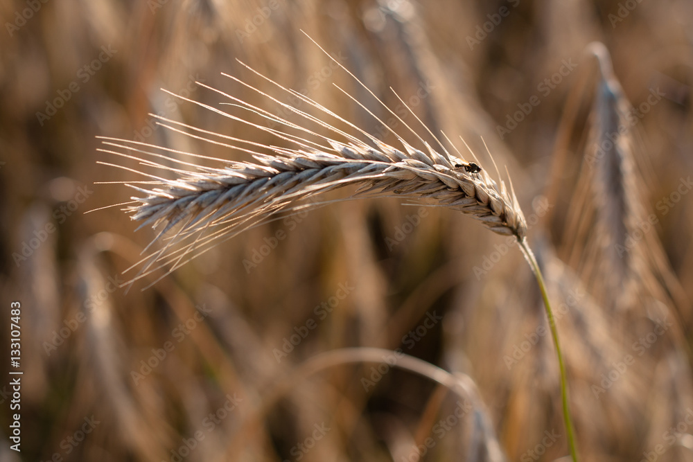 Rye ear and fly