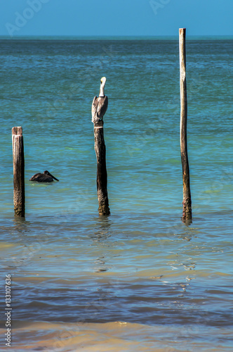 Pelicans resting on the shore of an island © Kim Marston