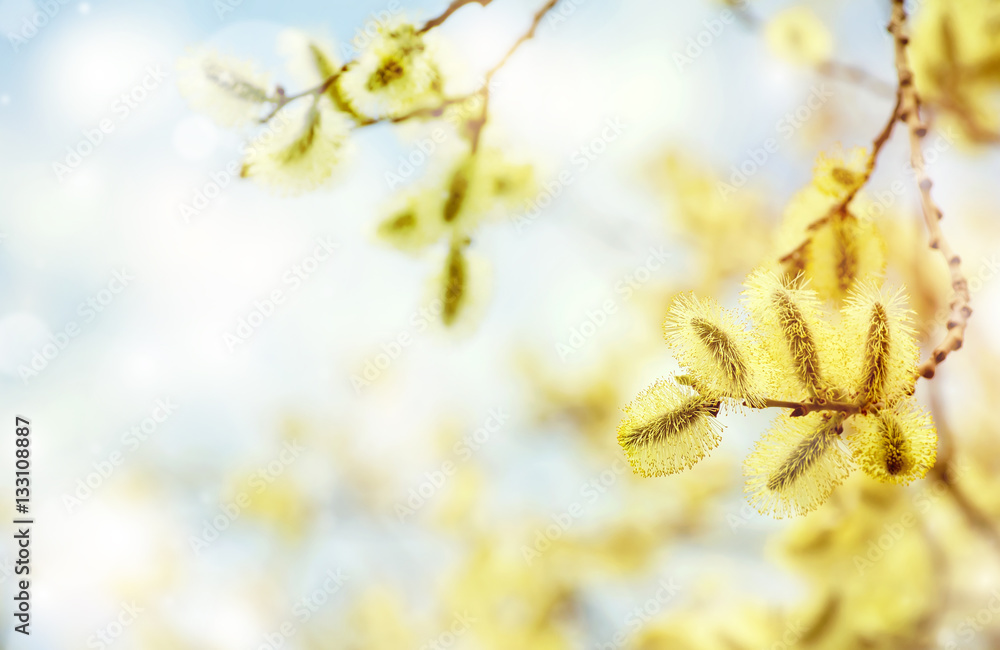 Spring bright background with pussy-willow branch with catkins