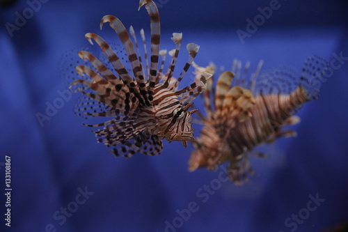 Lionfish