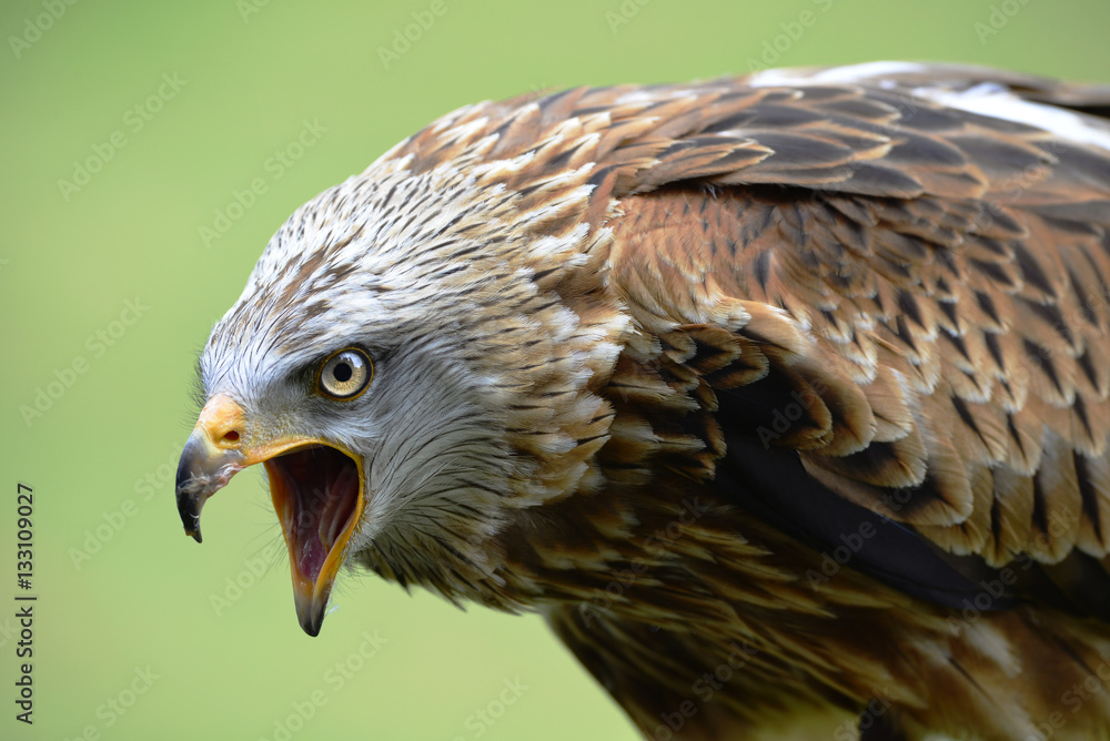 Fototapeta premium Rotmilan