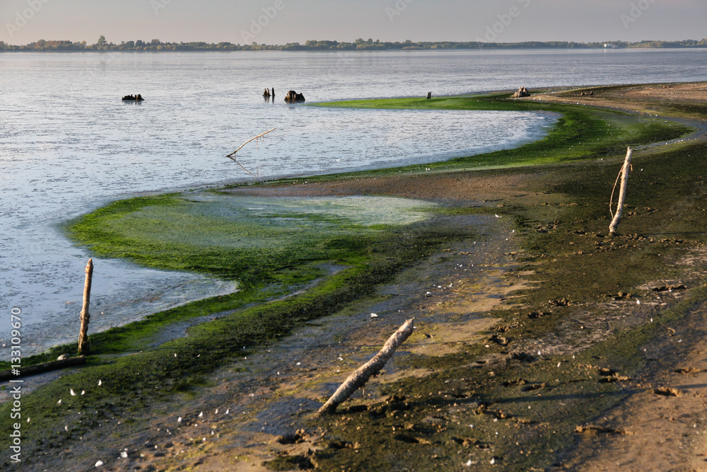 Shore of the lake contaminated with blue-green algae Shore of the lake contaminated with blue-green algae