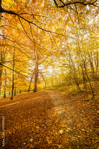 Landscape of autumnal park.