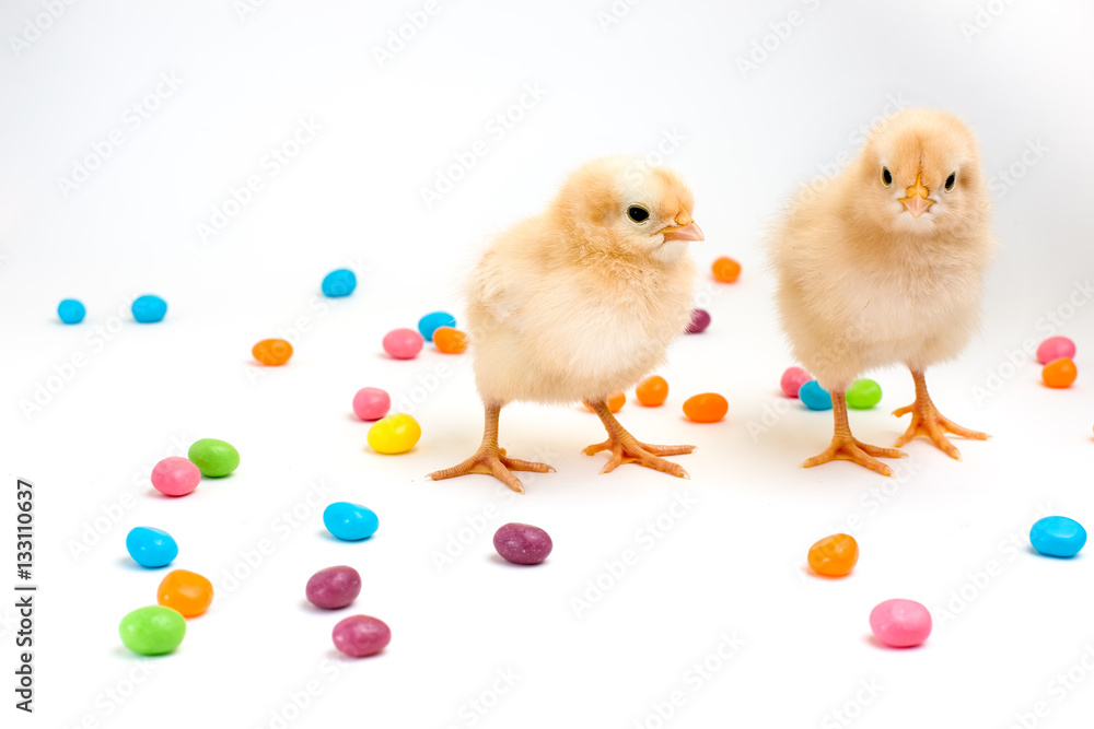 Two fluffy yellow chicks with easter jellybeans