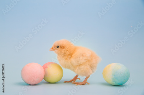 Tiny chick surrounded by colorful Easter eggs