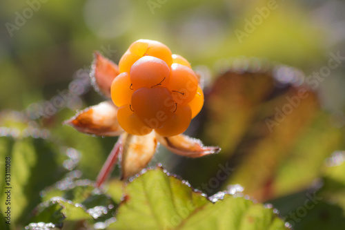 Soft focus closeup of baclkit ripe orange cloudberry on blurred green leaf background