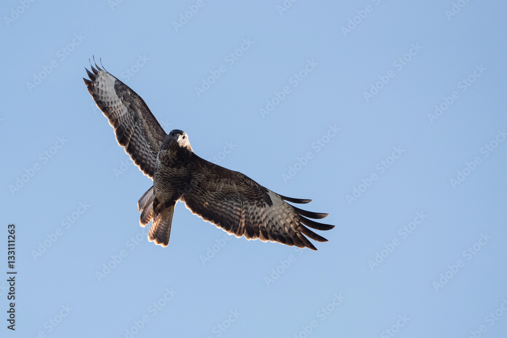 Common Buzzard, Buzzard, Buteo buteo Common Buzzard, Buzzard, Buteo buteo