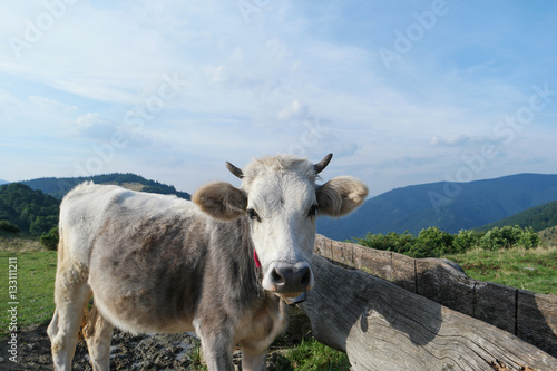 milk cow with grazing on Switzerland Alpine mountains green grass pasture over blue sky © Buyanskyy Production