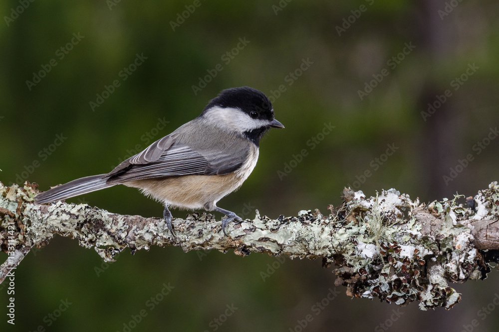 Naklejka premium Black Capped Chickadee