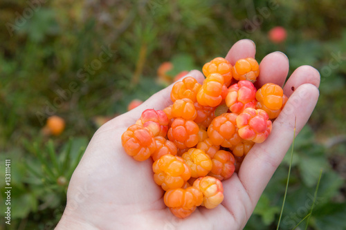 A handful of ripe orange cloudberries