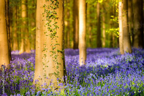Halle, enchanted forest of blue bells flowers near Bruxelles, Belgium photo