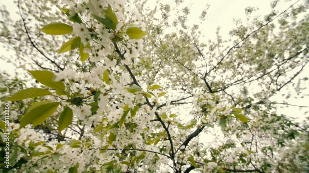 beautiful big tree with white flowers swaying in the wind, slow motion beautiful big tree with white flowers swaying in the wind, slow motion