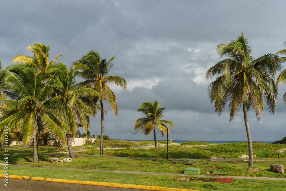 Beautiful views of the palm tree, Cuba